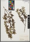 Foto von Salix purpurea L.